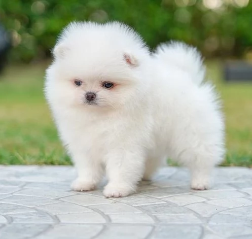 Cuccioli di Pomerania mini toy | Foto 1