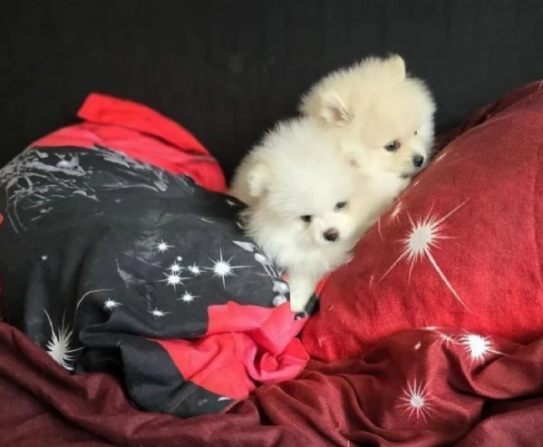 Cuccioli di Pomerania mini toy | Foto 1