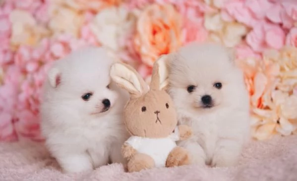 Cuccioli di Pomerania mini toy | Foto 0