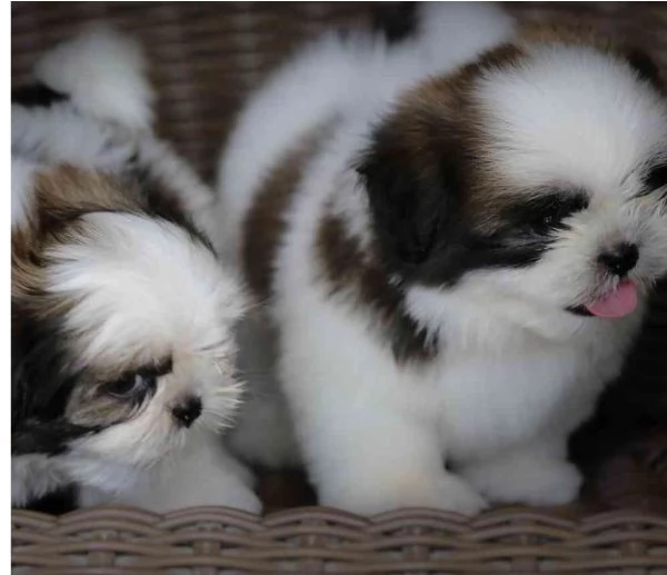 bella cucciolata di shih tzu imperiale