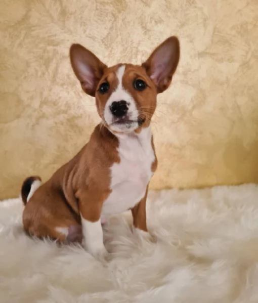 Cuccioli di Basenji