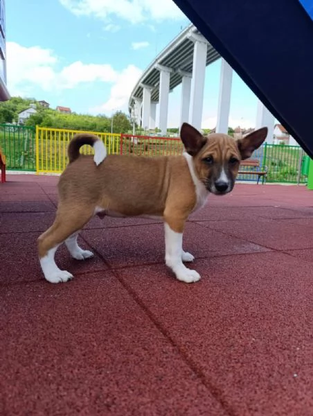 Cuccioli di Basenji | Foto 4