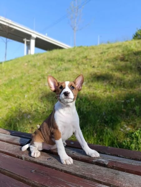 Cuccioli di Basenji | Foto 1