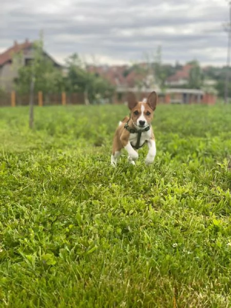 Cuccioli di Basenji | Foto 0