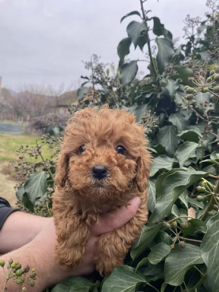 Cuccioli barboncino toy