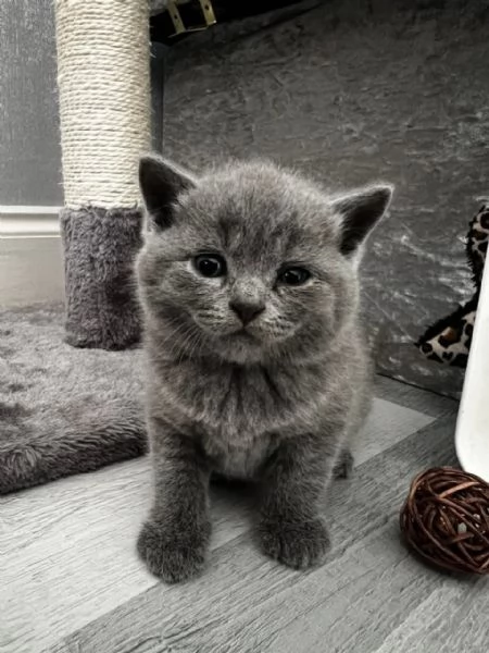 Graziosi gattini British Blue Shorthair | Foto 4