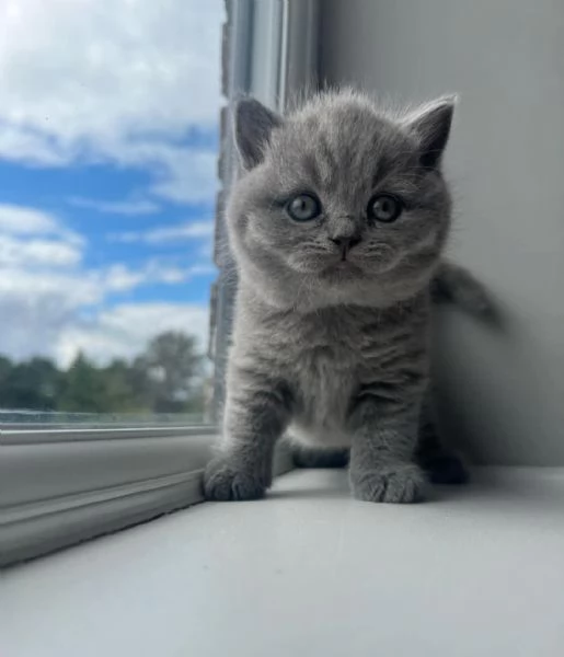 Graziosi gattini British Blue Shorthair | Foto 3