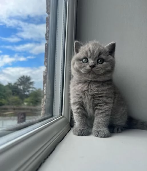 Graziosi gattini British Blue Shorthair | Foto 1