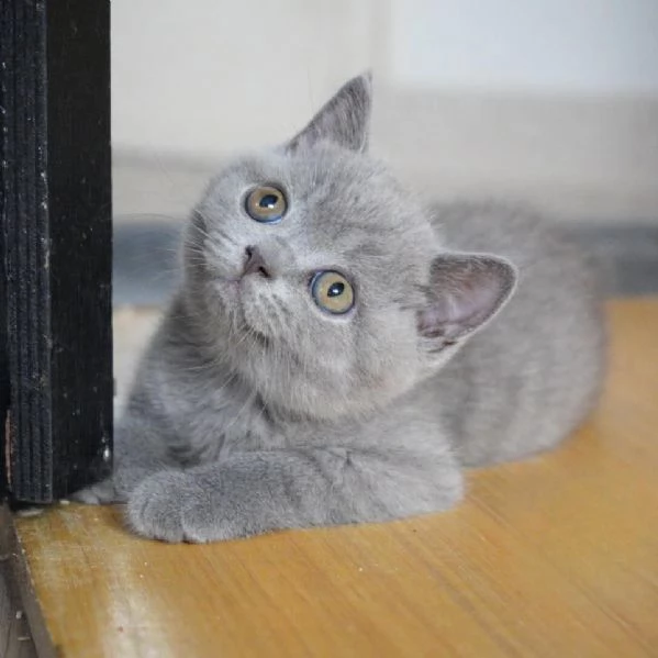 Graziosi gattini British Blue Shorthair | Foto 6