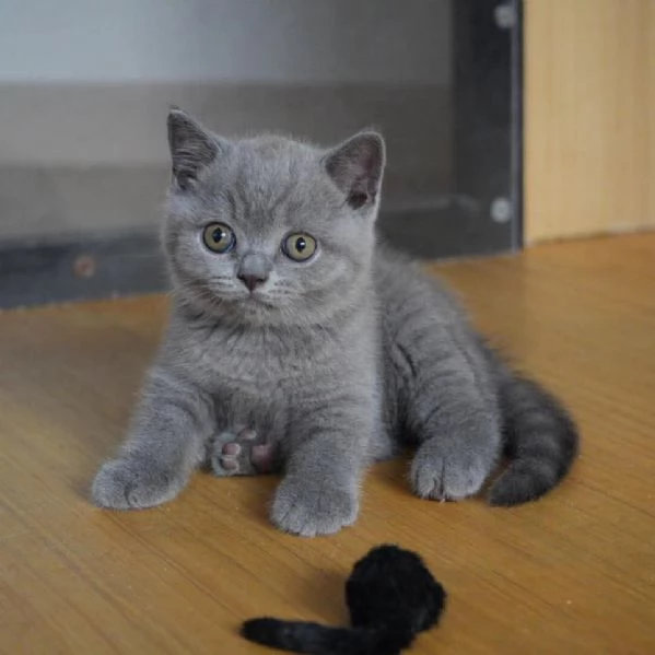 Graziosi gattini British Blue Shorthair | Foto 5