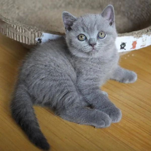 Graziosi gattini British Blue Shorthair | Foto 2