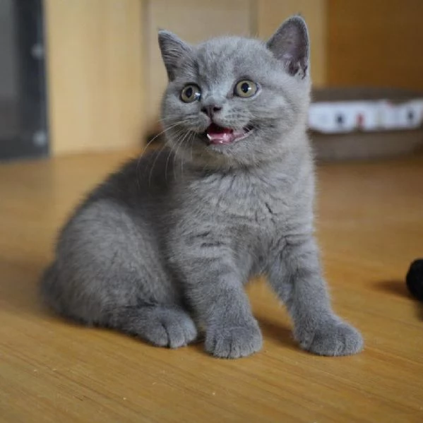 Graziosi gattini British Blue Shorthair | Foto 6