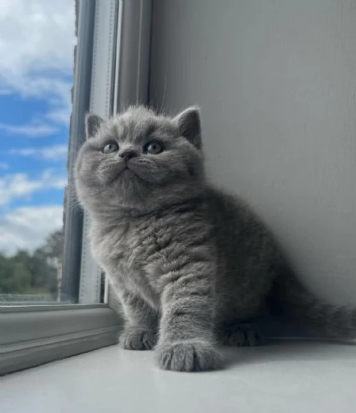 Graziosi gattini British Blue Shorthair | Foto 0