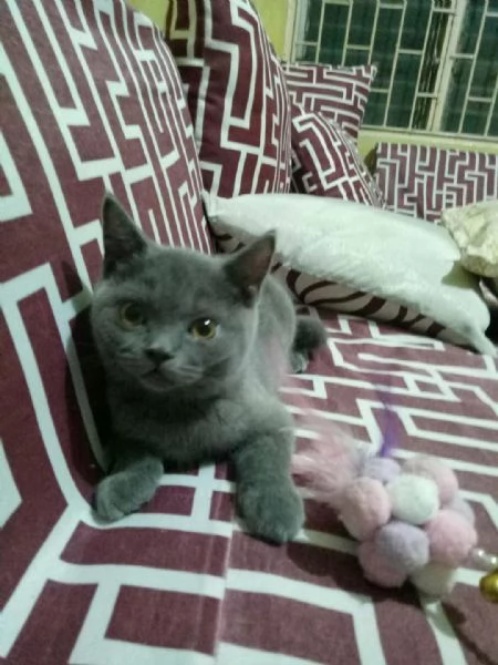 Graziosi gattini British Blue Shorthair | Foto 3