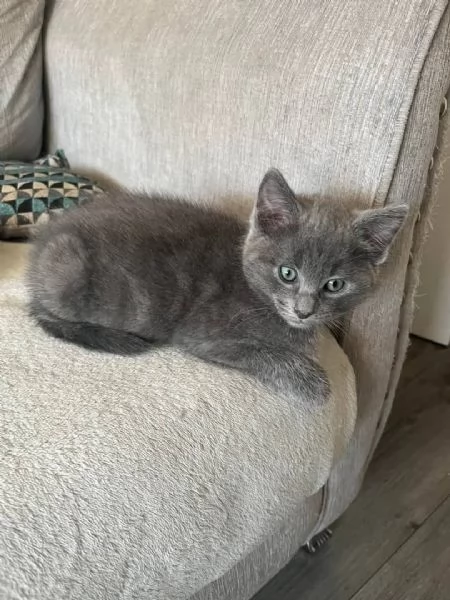 Graziosi gattini British Blue Shorthair | Foto 1