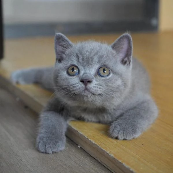 Graziosi gattini British Blue Shorthair | Foto 0