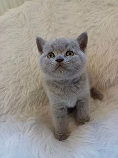 Graziosi gattini British Blue Shorthair | Foto 0