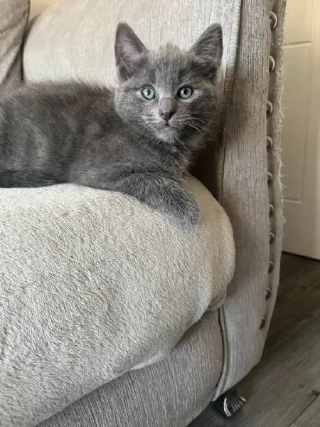 Graziosi gattini British Blue Shorthair | Foto 5