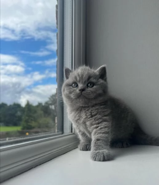 Graziosi gattini British Blue Shorthair | Foto 1