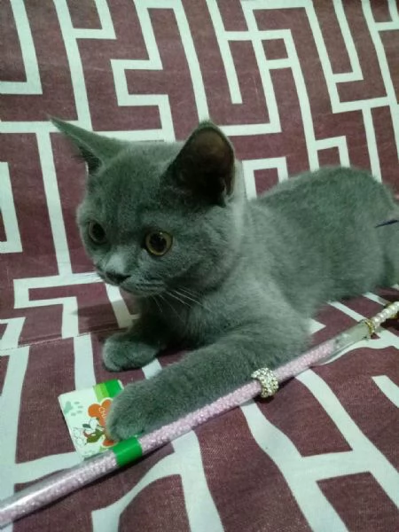 Graziosi gattini British Blue Shorthair | Foto 5