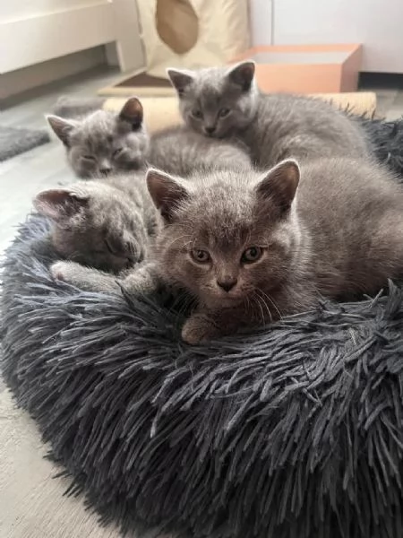   Graziosi gattini British Blue Shorthair