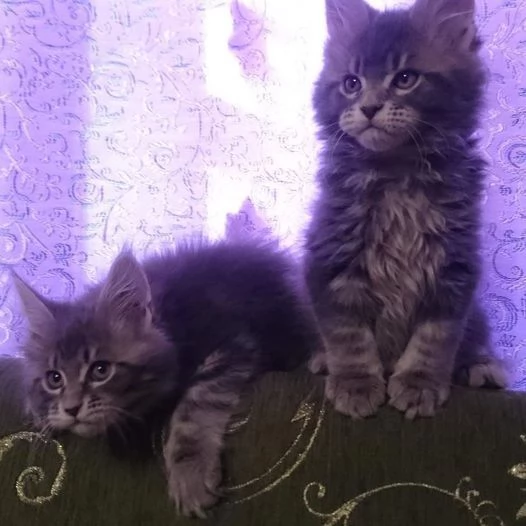 Gattini Maine Coon disponibili | Foto 6