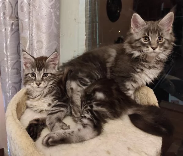 Gattini Maine Coon disponibili | Foto 3