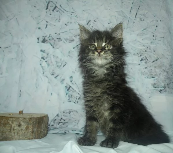 Gattini Maine Coon disponibili | Foto 2