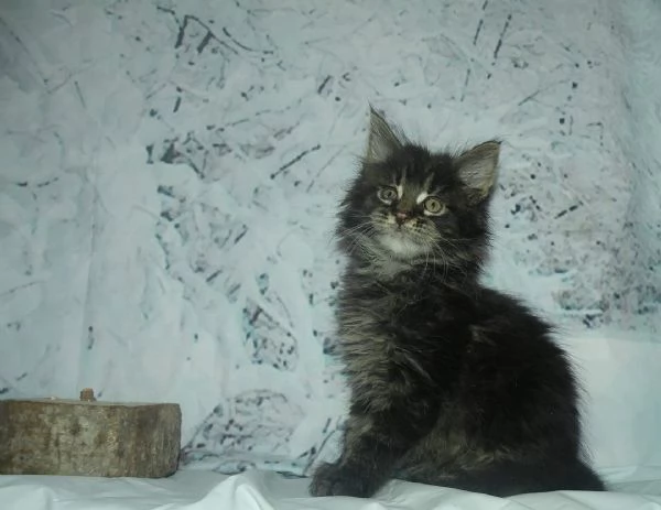 Gattini Maine Coon disponibili | Foto 1