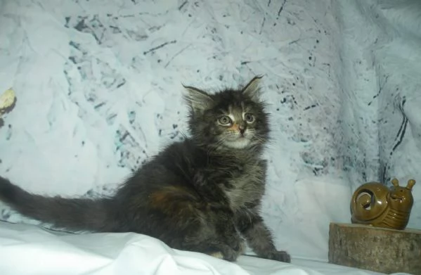 Gattini Maine Coon disponibili | Foto 0