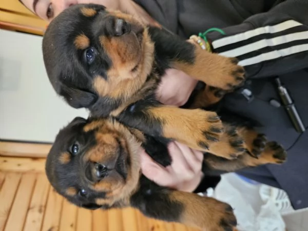 Cuccioli di Rottweiler 