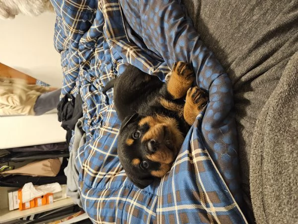 Cuccioli di Rottweiler  | Foto 3