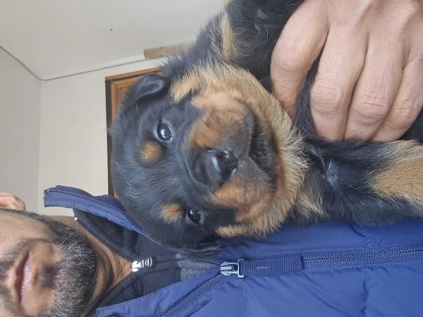 Cuccioli di Rottweiler  | Foto 1