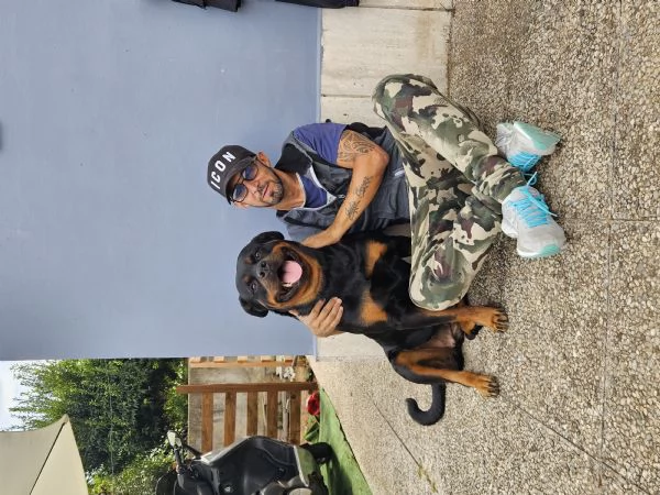 Cuccioli di Rottweiler  | Foto 0