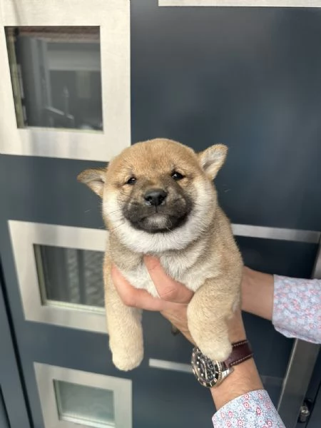 Cuccioli di Shiba Inu | Foto 5