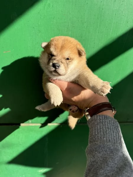 Cuccioli di Shiba Inu | Foto 4