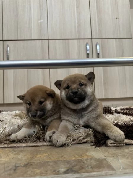 Cuccioli di Shiba Inu | Foto 3