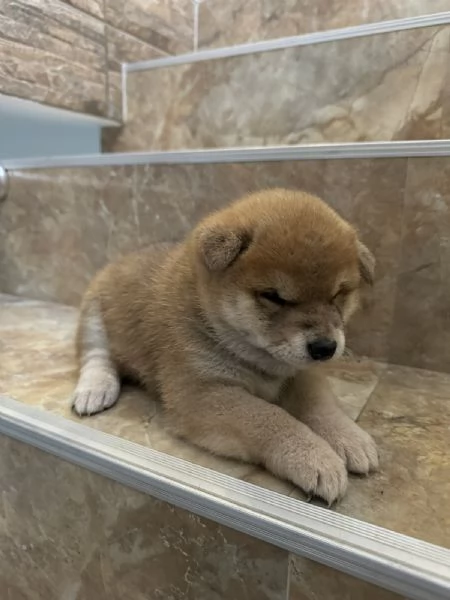 Cuccioli di Shiba Inu | Foto 0