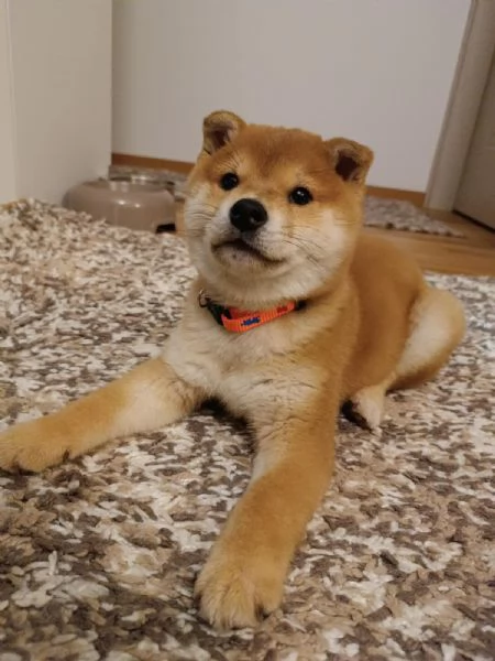 Cuccioli di Shiba Inu