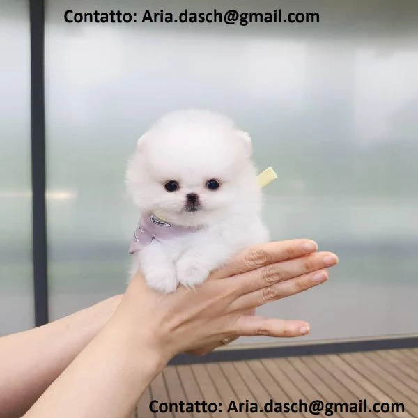  POMERANIA CUCCIOLI (MASCHIO E FEMMINA) bellissimi cuccioli di Pomerania, maschio e femmina, si cons