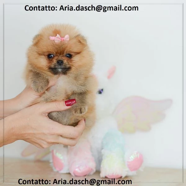  POMERANIA CUCCIOLI (MASCHIO E FEMMINA) bellissimi cuccioli di Pomerania, maschio e femmina, si cons