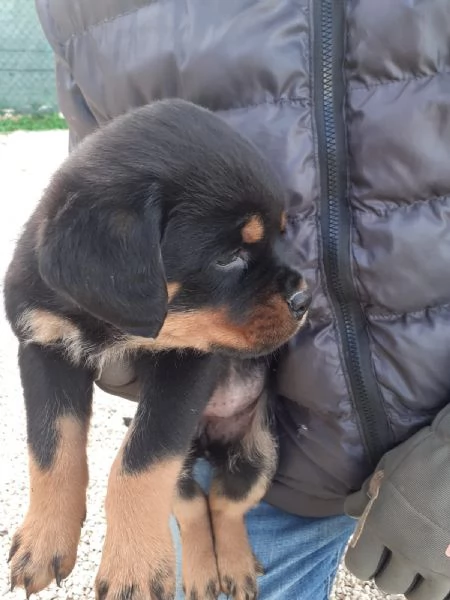 Rottweiler eccezionali  | Foto 1