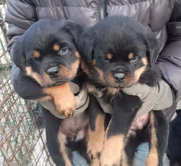 Rottweiler eccezionali  | Foto 0