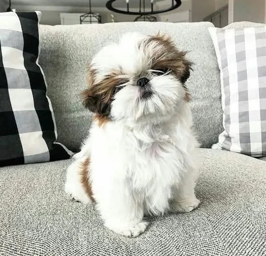 Vendita cuccioli Shih Tzu