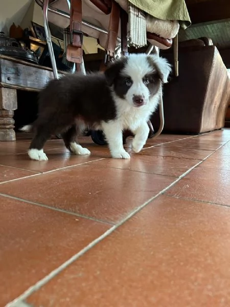 Cuccioli di Border Collie pronti per l'adozione