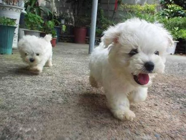 Vendita cuccioli di bichon frise