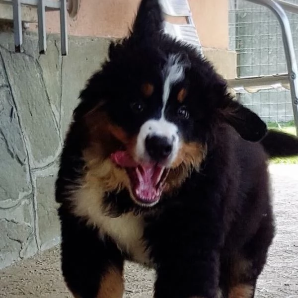 Simpatici cuccioli di montagna bernese 