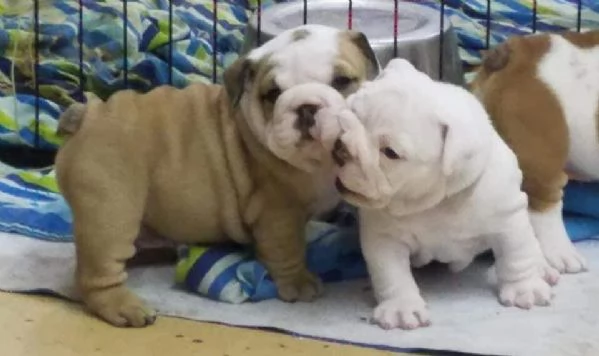 Regalo cuccioli di bulldog inglese femminucce e maschietti 