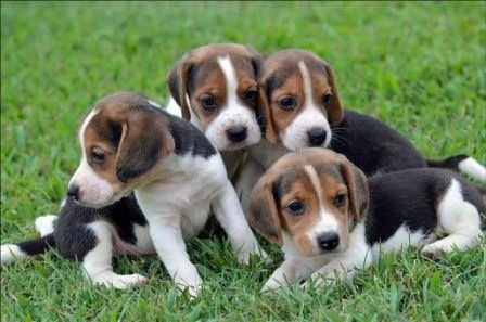 Regalo cuccioli di beagle femminucce e maschietti