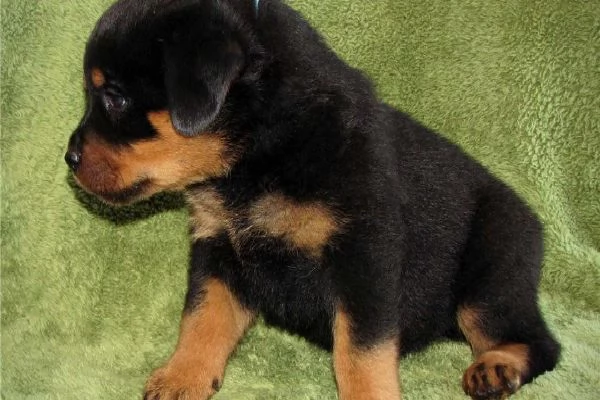 Regalo Rottweiler di 1 maschio e 2 femmina